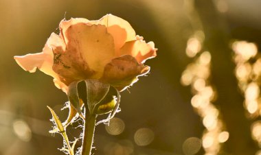 Vesvese Sözlüğü 83- Dert Etme Tevekkül Et