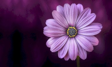 Vesvese Sözlüğü 93- Değer  Sizsiniz