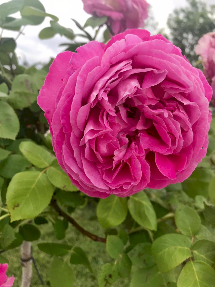 Merhaba Güzel İnsan