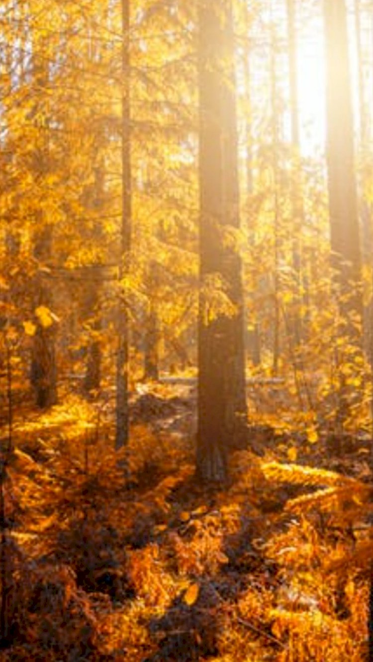 Bu Gün Kim? Bana Allah Razı Olsun Der