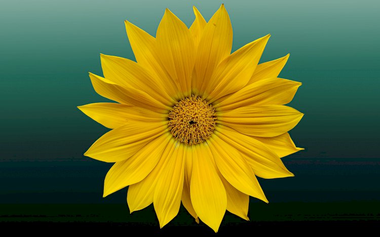 Vesvese Sözlüğü 69- Hazineni Nasıl Değerlendiriyorsun?