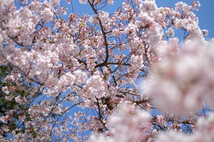 Vesvese Sözlüğü 82- Sevgi Ağacı