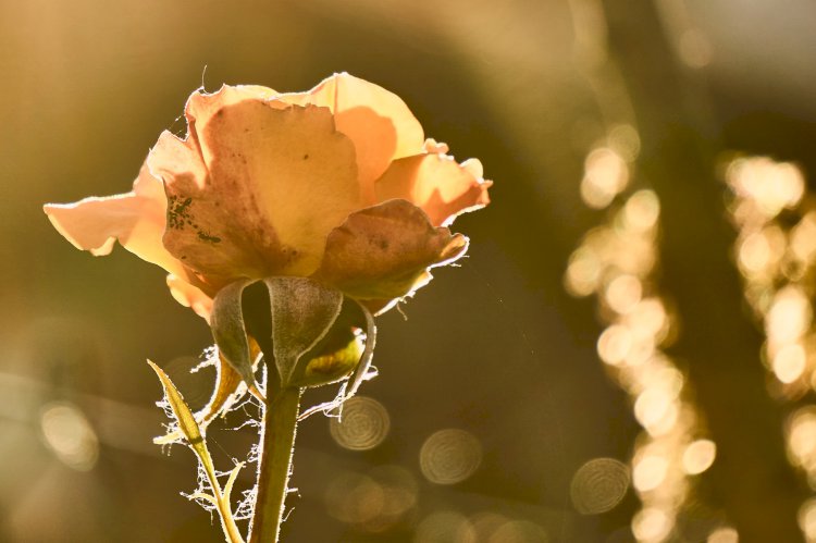 Vesvese Sözlüğü 83- Dert Etme Tevekkül Et