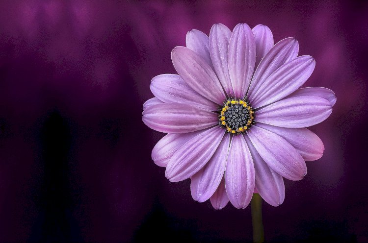 Vesvese Sözlüğü 93- Değer  Sizsiniz