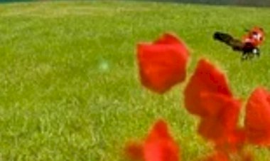 Sen Dünyanın Başına Gelmiş En Harika Şeysin