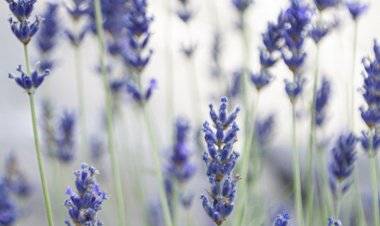 Yüz Yıl Sonraki Torunuma Mektup - 4