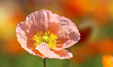 Yüz Yıl Sonraki Torunuma Mektup - 7