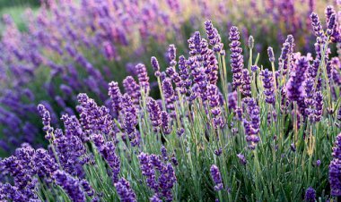 Kainatın İlahi Dili (5)