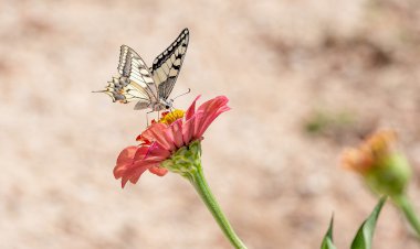 Die Sprache des Universums 12