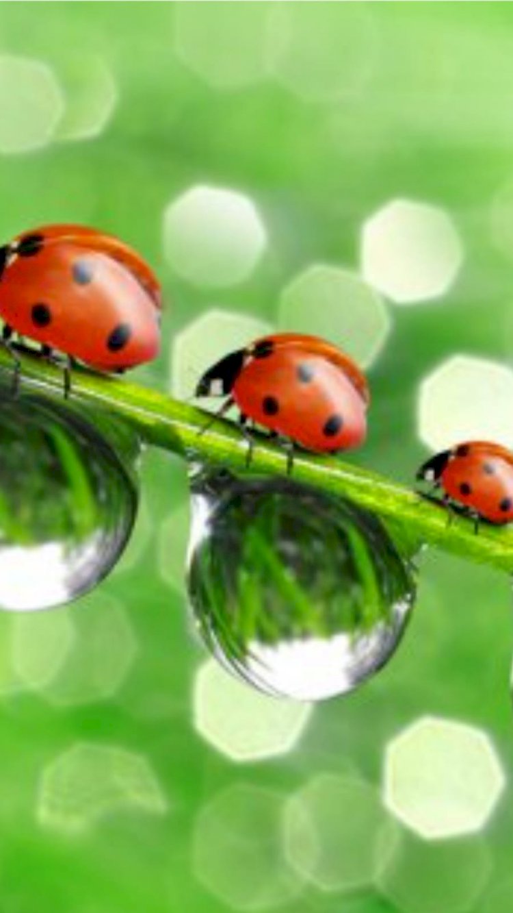 Kendini Yeniden Büyütmelisin