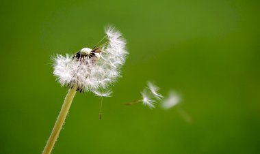 Sahip Olduğun Hiçbir Şey Sen Değilsin
