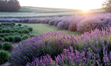 Yüzyıl Sonraki Torunuma Mektup-9