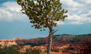 Siz Hiç  Birinin Yarasına Merhem Oldunuz mu?
