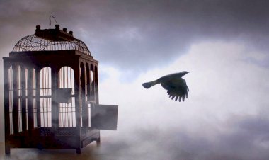 Özgürleşmek İsteyen Kafesteki Güvercin