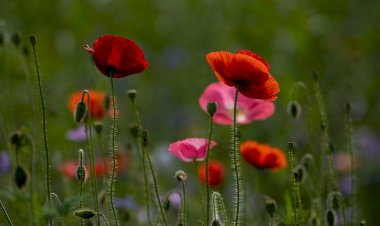 Neden Nefes21 Akademi? / 3