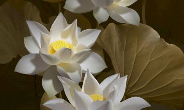 Neden Nefes21 Akademi? /7