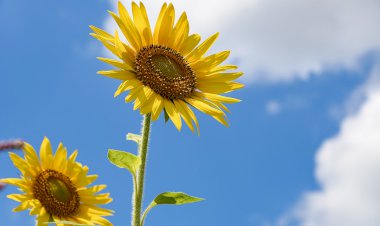 Yüzyıl Sonraki Torunuma Mektup- 11