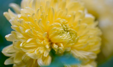 Yüzyıl Sonraki Torunuma Mektup- 13