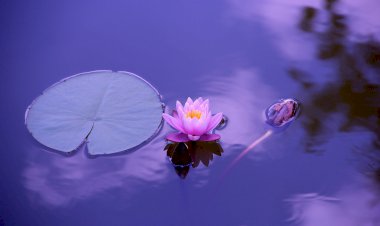 Yüzyıl Sonraki Torunuma Mektup- 15