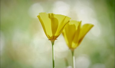 Yüzyıl Sonraki Torunuma Mektup- 16