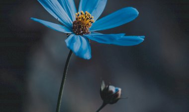 Yüzyıl Sonraki Torunuma Mektup-17
