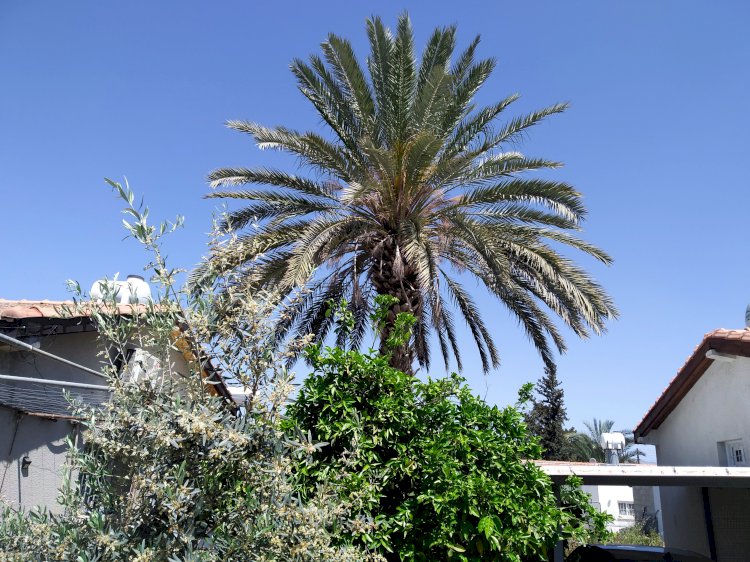 Antik Hawaii Ho'oponopono Öğretisi