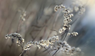 Yüzyıl Sonraki Torunuma Mektup-24