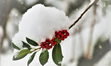 Yüzyıl Sonraki Torunuma Mektup-25