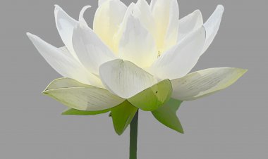 Yüzyıl Sonraki Torunuma Mektup-30