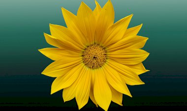 Yüzyıl Sonraki Torunuma Mektup- 46