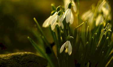Yüzyıl Sonraki Torunuma Mektup- 60