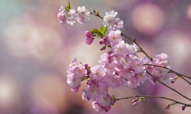 Yüzyıl Sonraki Torunuma Mektup- 68