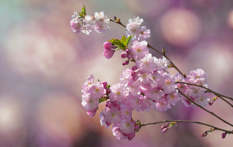 Yüzyıl Sonraki Torunuma Mektup- 68