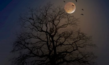 Hayatımızı Etkileyen Korkular