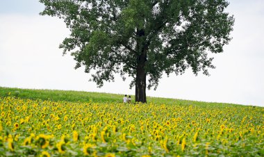 Yüzyıl Sonraki Torunuma Mektup- 81