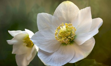 Yüz Yıl Sonraki Torunuma Mektup- 87