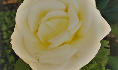 İÇİMDEKİ YABANCI