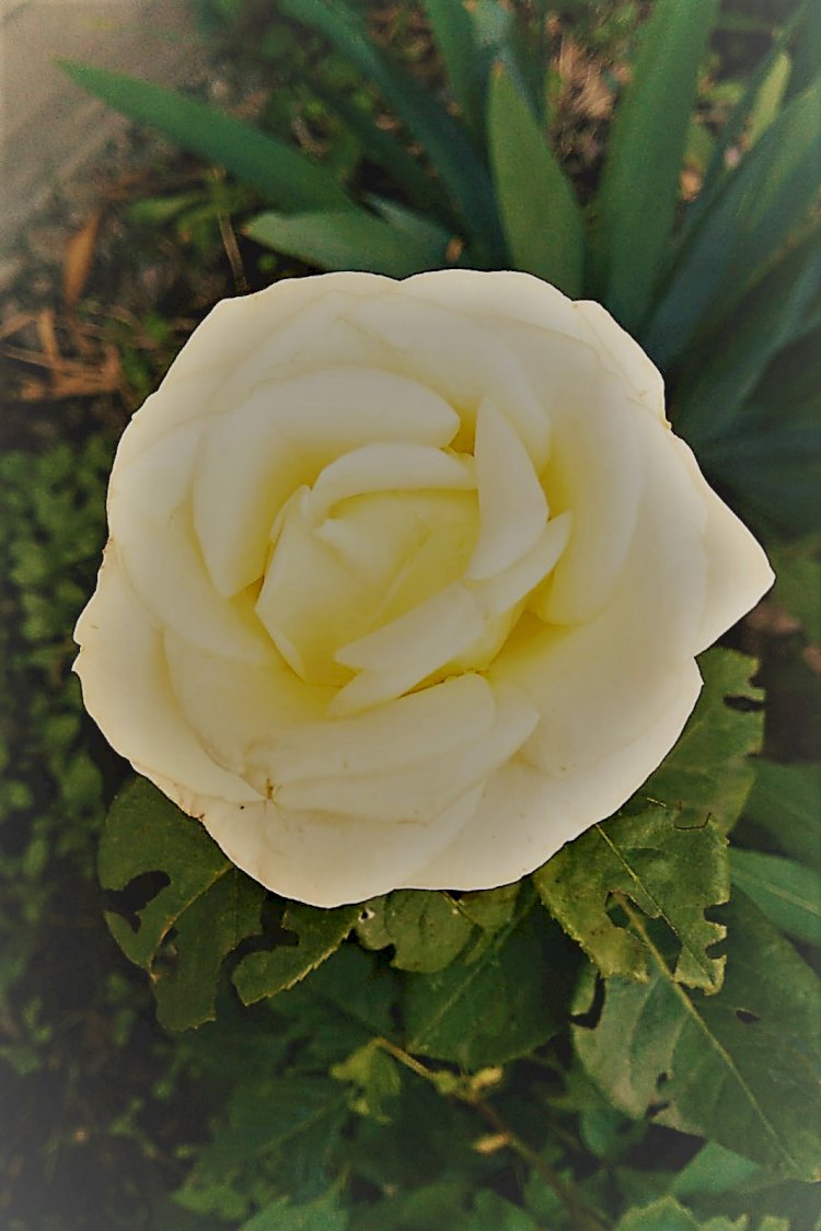 İÇİMDEKİ YABANCI