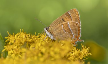 Yüzyıl Sonraki Torunuma Mektup- 88