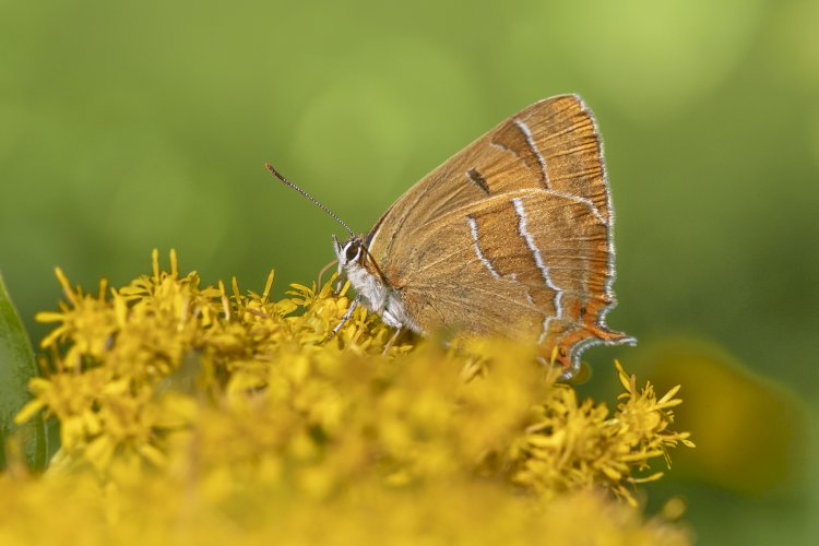 Yüzyıl Sonraki Torunuma Mektup- 88