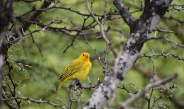 EVRENİN İLAHİ DİLİ