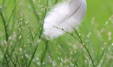 Kuşun Kanat Çırpışı