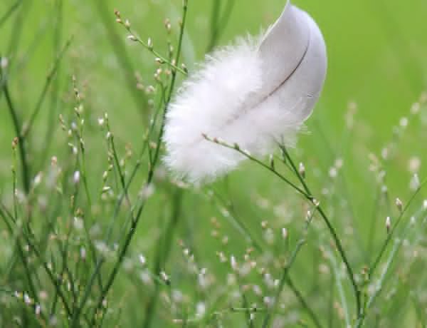 Kuşun Kanat Çırpışı